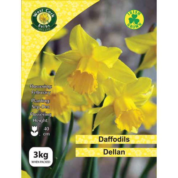 West Cork Bulbs Dellan Daffodils 3kg