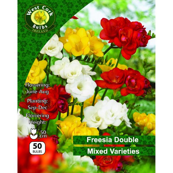 West Cork Bulbs Freesia Double Mixed 50 Bulbs