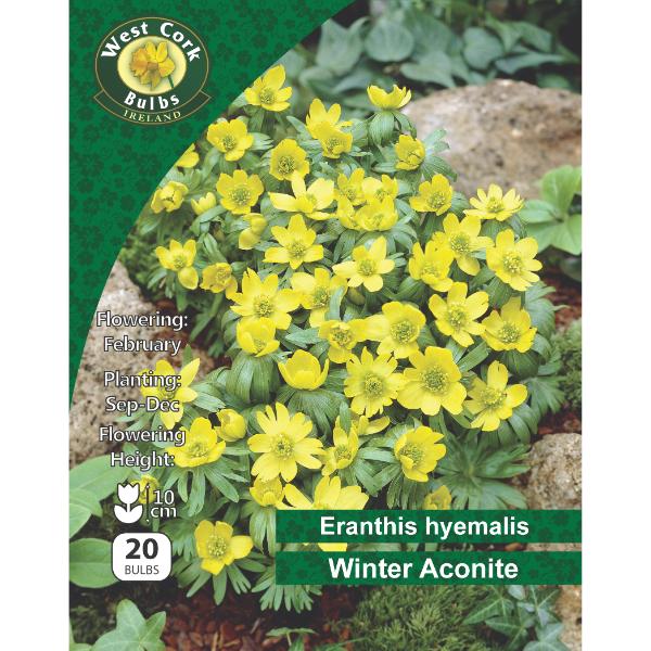 West Cork Bulbs Eranthis Hyemalis 20 Bulbs (Winter Aconite)