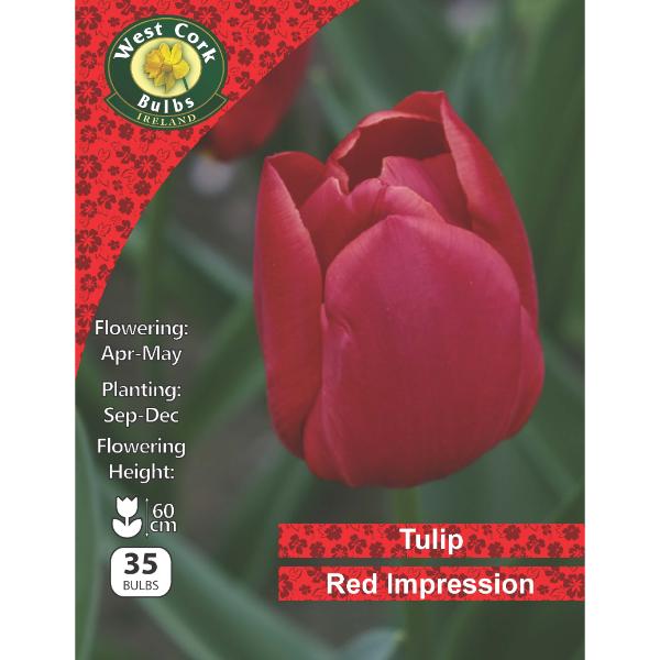 West Cork Bulbs Tulip Red Impression 35 Bulbs