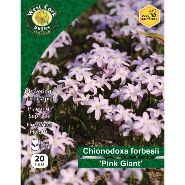 West Cork Bulbs Chionodoxa Forbesii &