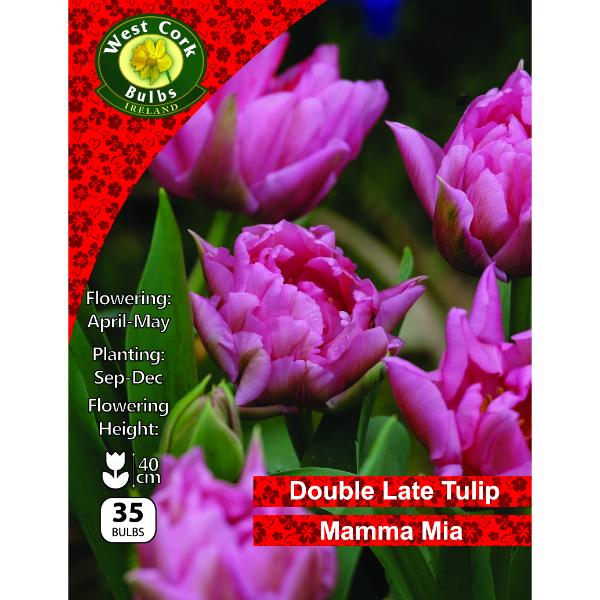West Cork Bulbs Tulip Double &