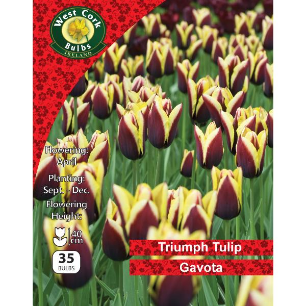 West Cork Bulbs Tulip Single &