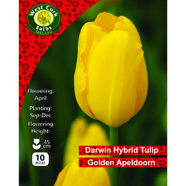 West Cork Bulbs Tulip Golden Apeldoorn 10 Bulbs