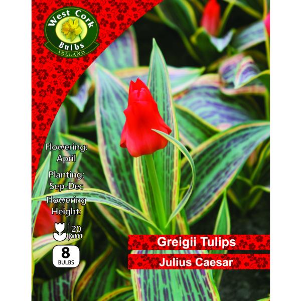 West Cork Bulbs Tulip Dwarf Julius Caesar 10 Bulbs