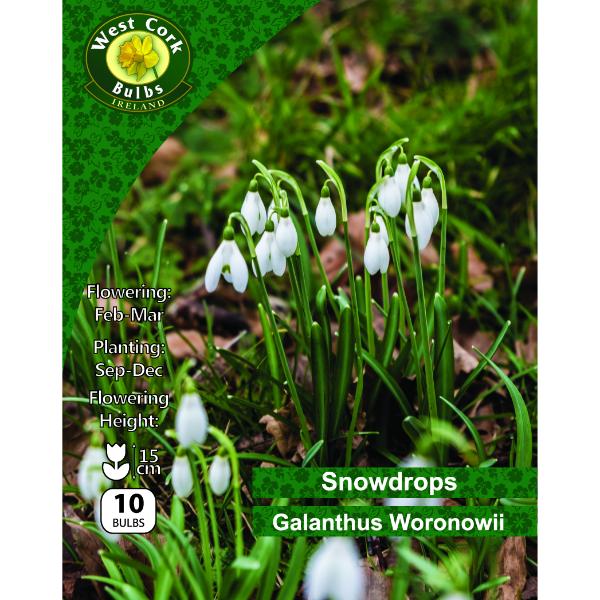 West Cork Bulbs Snowdrops Woronowii 10 Bulbs