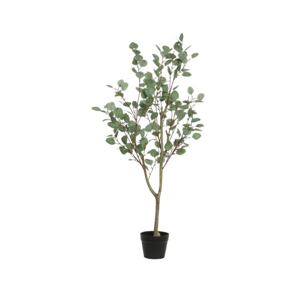 Eucalypthus In Plastic Pot Large 1.2m