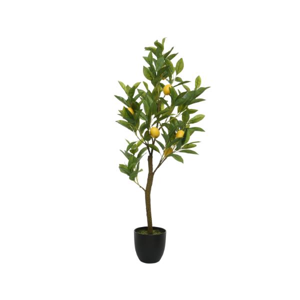 Lemon Tree in Plastic Pot 21cm