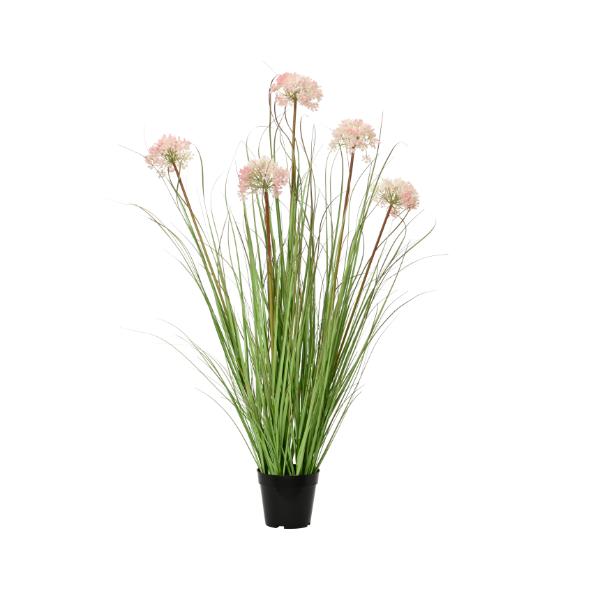 Allium In Plastic Pot Large 1m