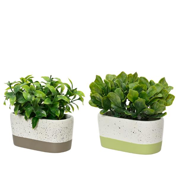 Plant In Ceramic Pot 15cm