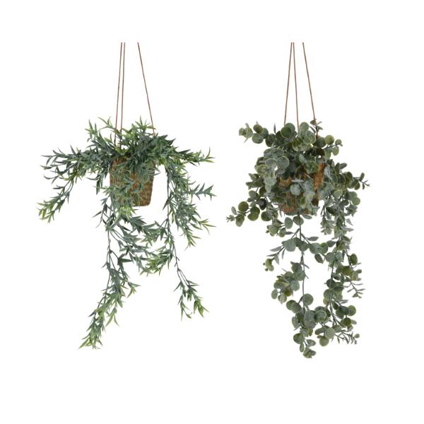 Plant In Plastic Pot (Eucalyptus/Salix) 50cm