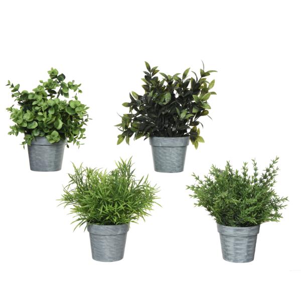 Plant In Plastic Pot 6cm