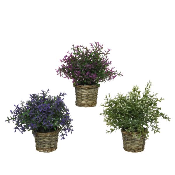 Plant In Basket 12cm