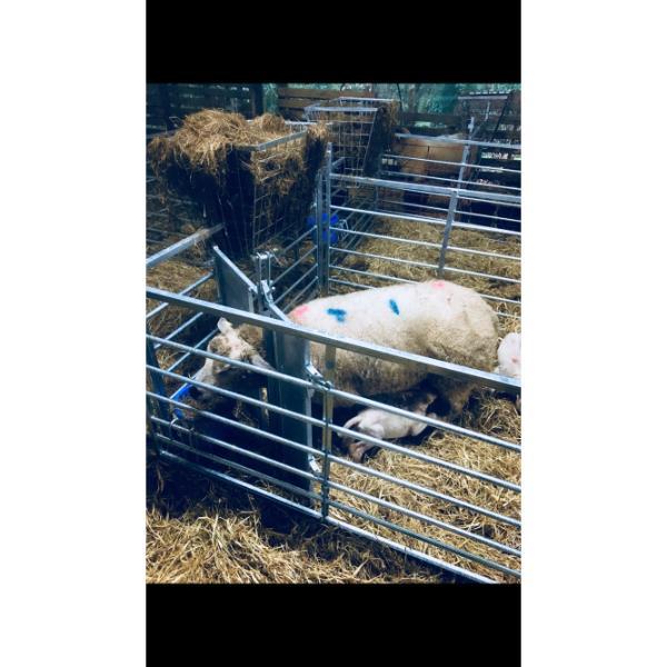 Buffalo Universal Animal Pen Adopter