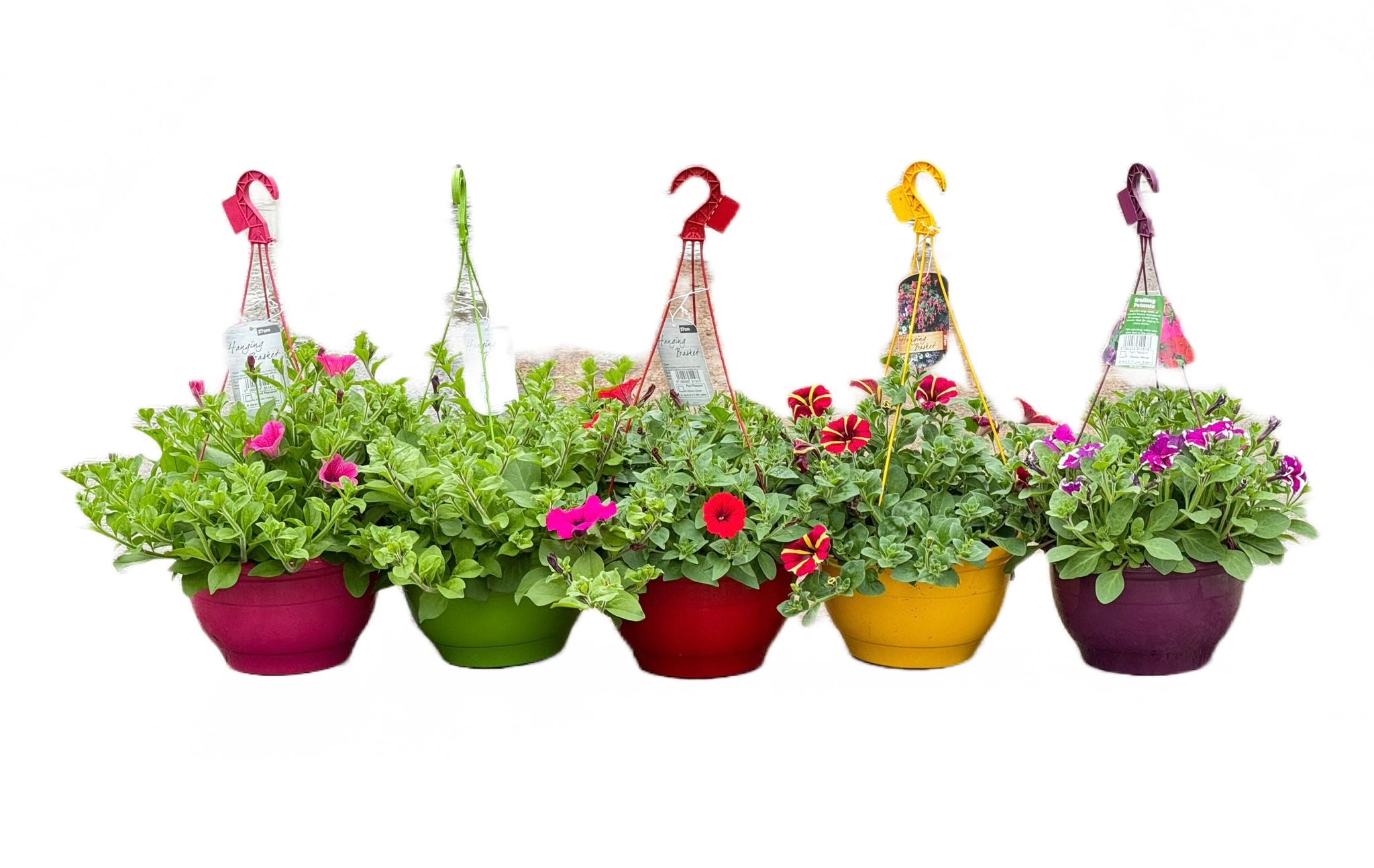 Surfinia Hanging Baskets 27cm