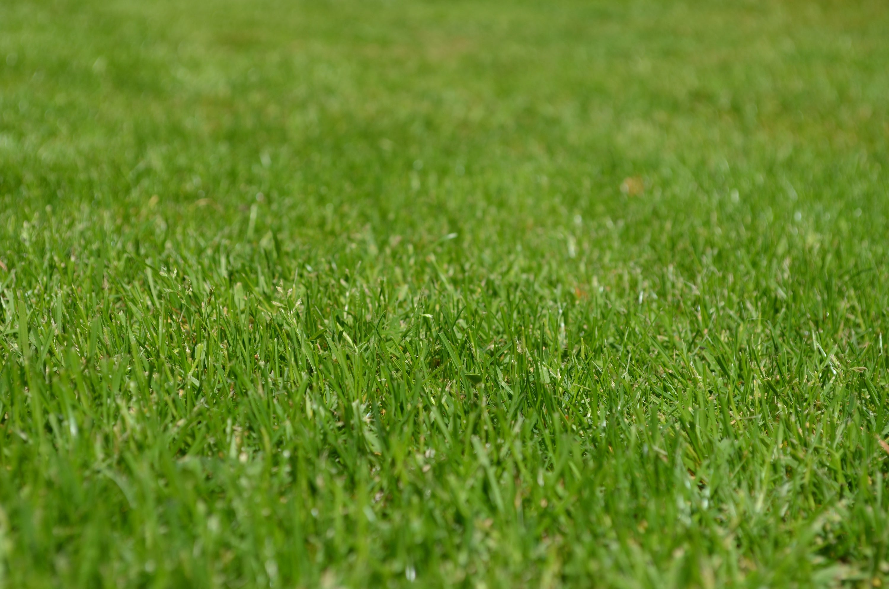 Lawn Care Tips Summer 23