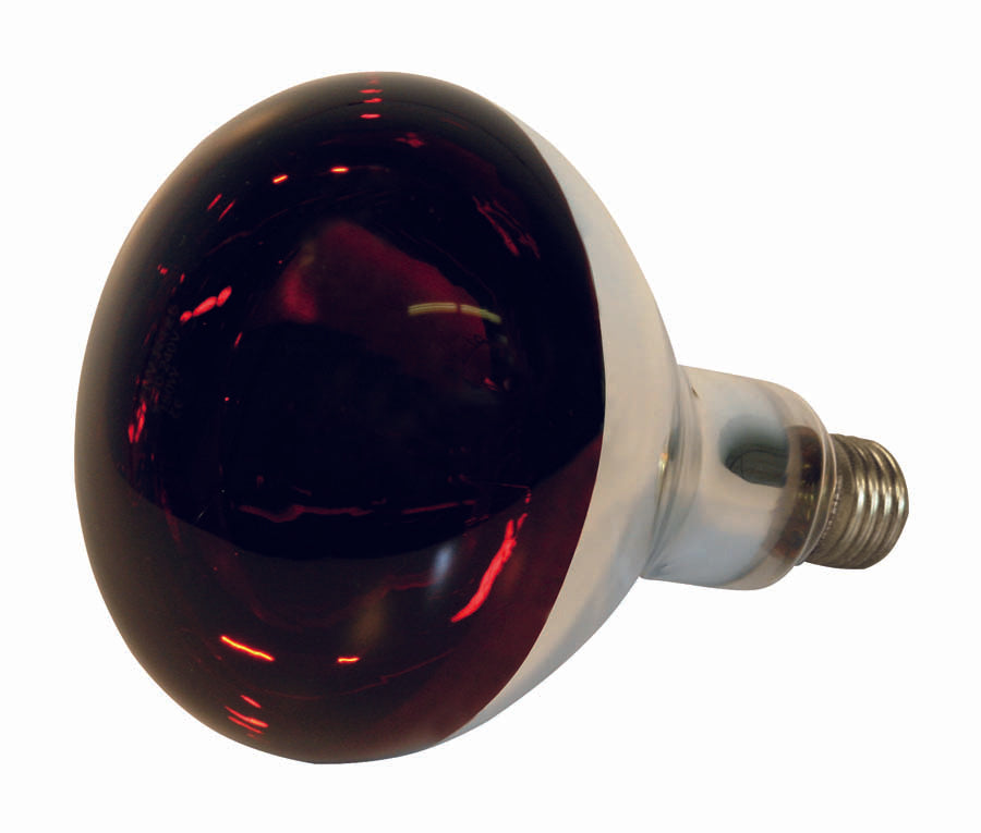 Infra Red Bulb 250W