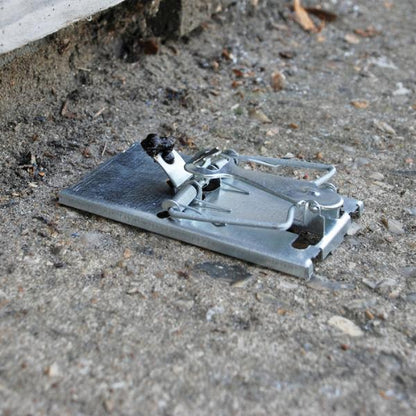 Selfset Wood Mouse Trap 2Pk Selfset Pre Baited
