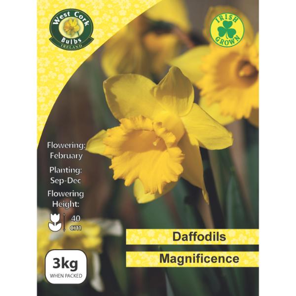 West Cork Bulbs Daffodil Magnificence 3kg