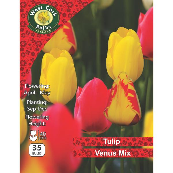 West Cork Bulbs Tulip Venus Mixed 35 Bulbs