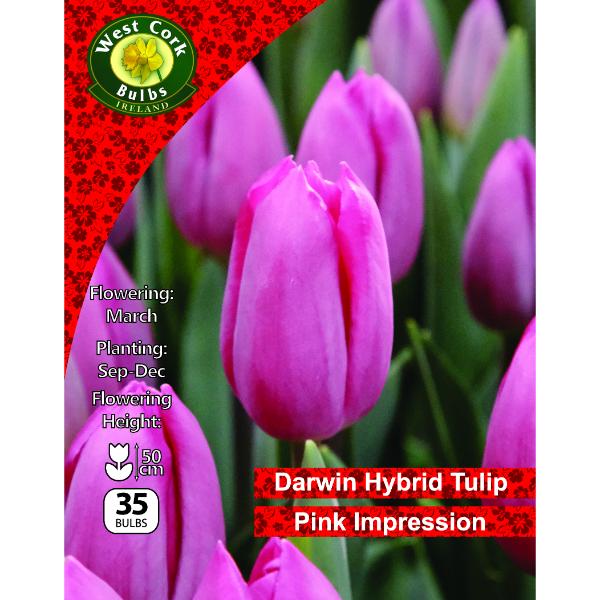 West Cork Bulbs Tulip Pink Impression 35 Bulbs