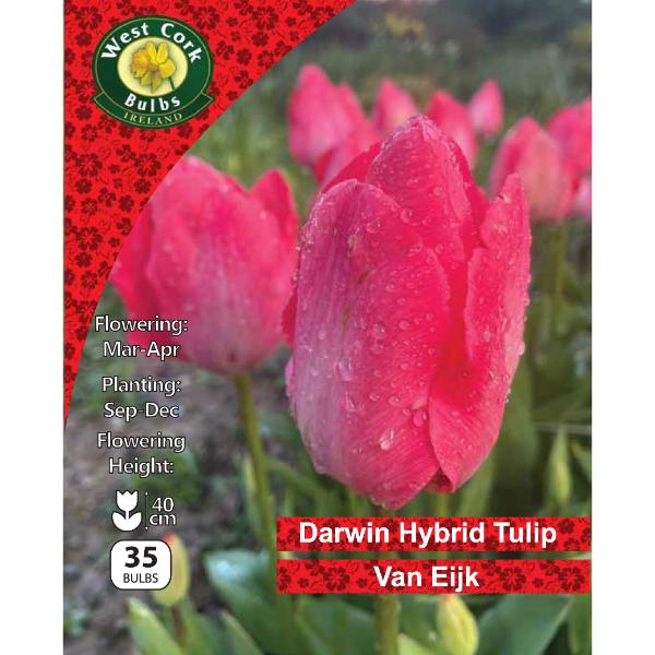 West Cork Bulbs Tulip Mystic Van Eijk 35 Bulbs