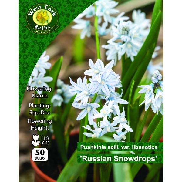 West Cork Bulbs Pushkinia Libanotica 50 Bulbs
