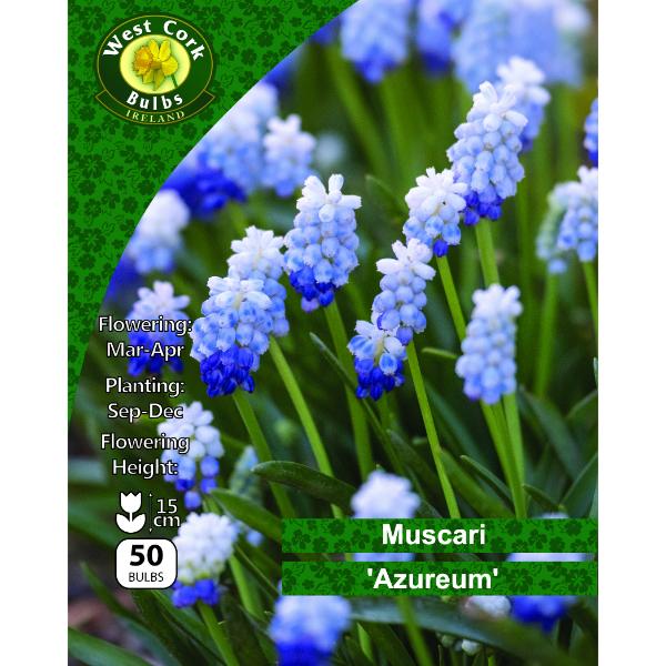 West Cork Bulbs Muscari Azureum 50 Bulbs