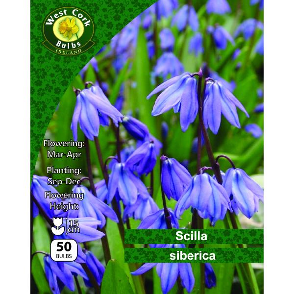 West Cork Bulbs Scilla Siberica 50 Bulbs