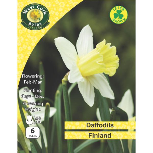 West Cork Bulbs Daffodil Finland 6 Bulbs