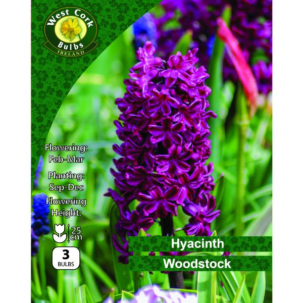 West Cork Bulbs Hyacinth Woodstock 3 Bulbs