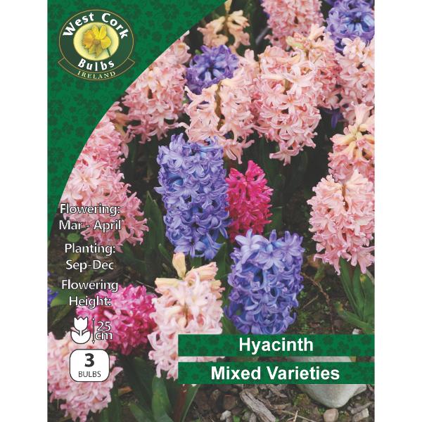 West Cork Bulbs Hyacinth Mixed Varieties 3 Bulbs