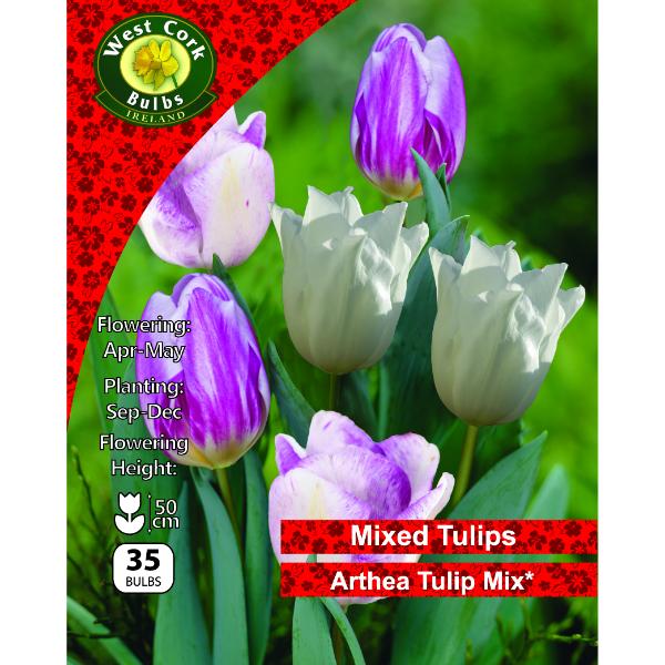 West Cork Bulbs Tulip Arthea Mix 35 Bulbs