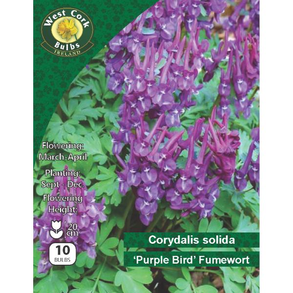 West Cork Bulbs Corydalis Solida &