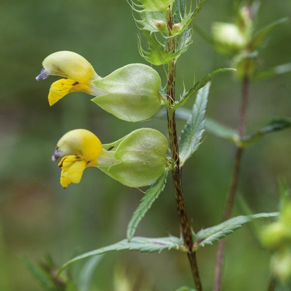 Unwins Seed Packet Natures Haven Yellow Rattle