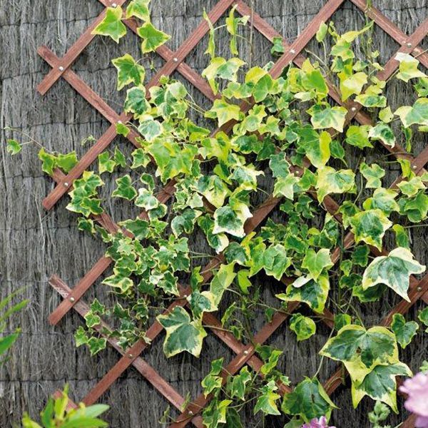 Gardman Rivet Trellis 1.8X0.3M Green Fsc-100%-Sa-Coc-010265