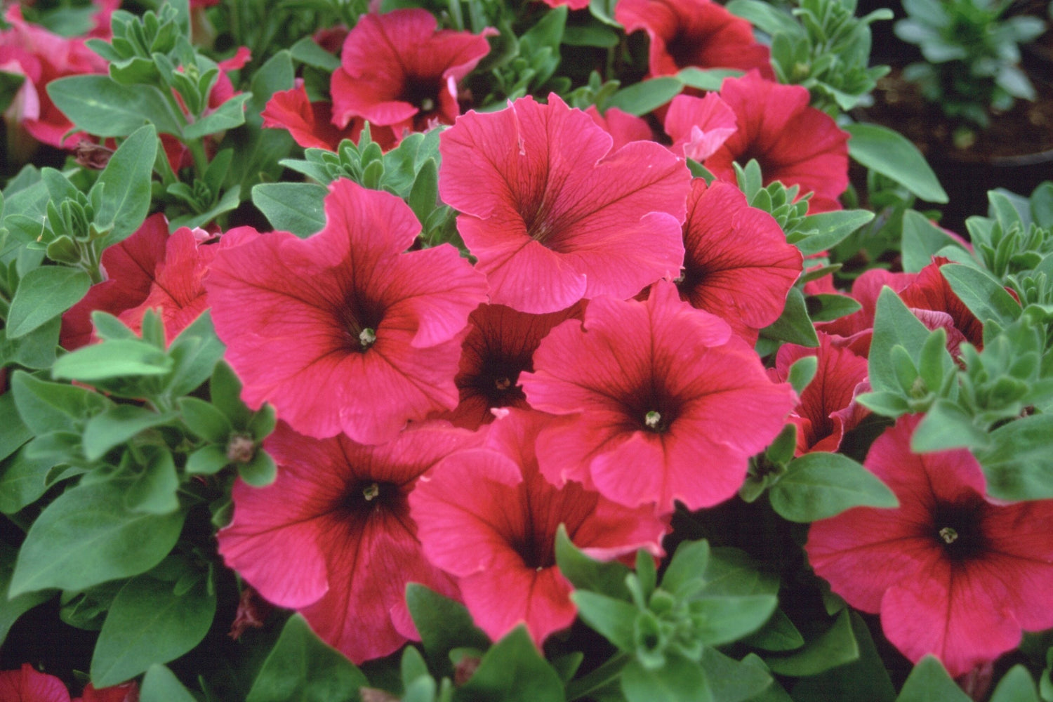 Petunia Surfinia 10.5cm