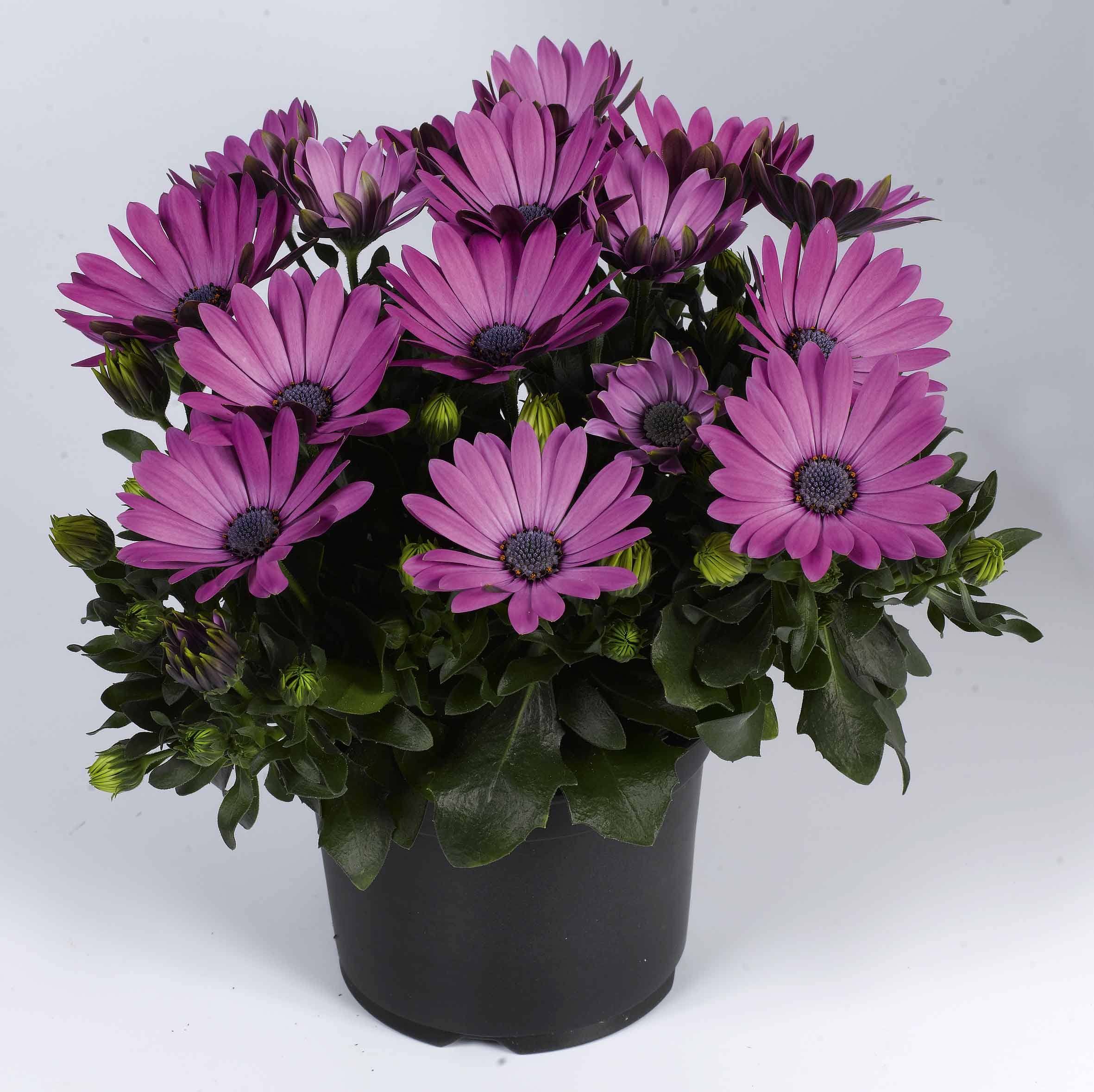 Osteospermum 10.5cm
