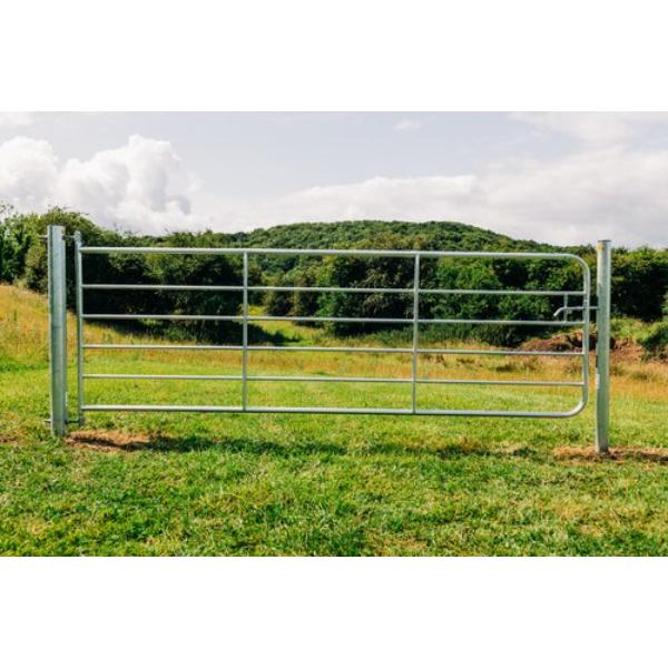 Gibney D4 9&