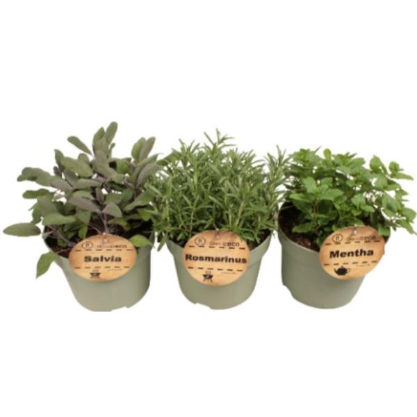 Bio Herbs in Pot 19cm
