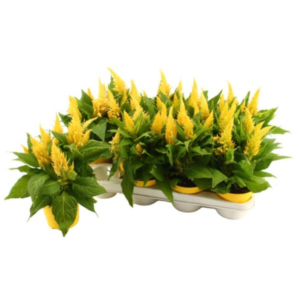 Houseplant Celosia Arg Plum Kelos Fire Yellow 12cm