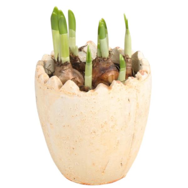 Easter Sprouting Bulbs in Decorative Pot