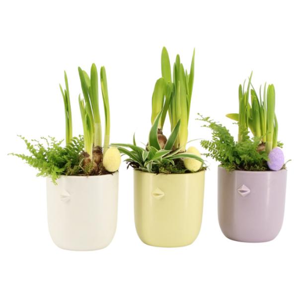 Easter Spring Flower in Pastel Coloured Pots 28cm