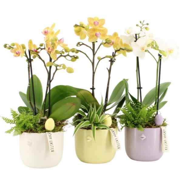 Easter Spring Flower in Pastel Coloured Pots 40cm