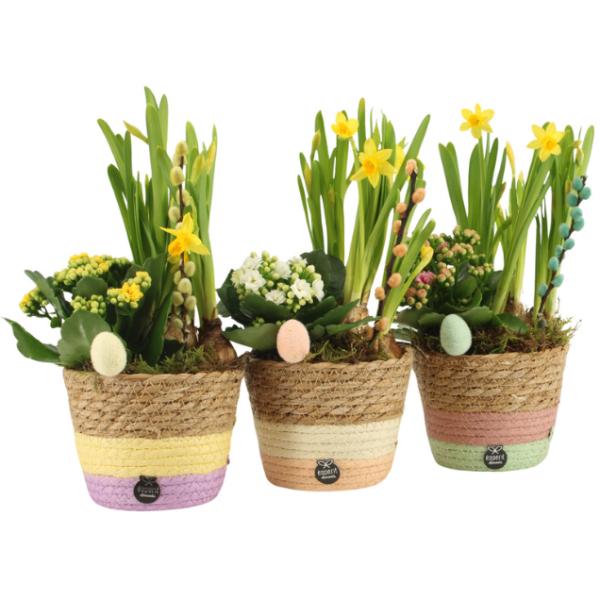 Easter Spring Flower in Coloured Woven Baskets 28cm
