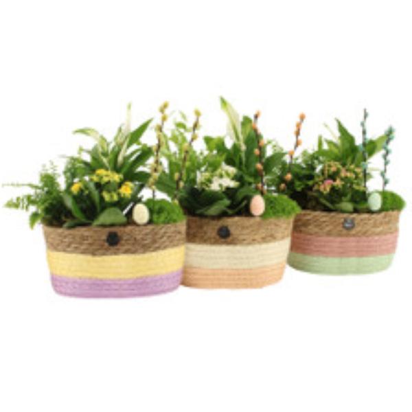 Easter Spring Flower in Coloured Woven Baskets