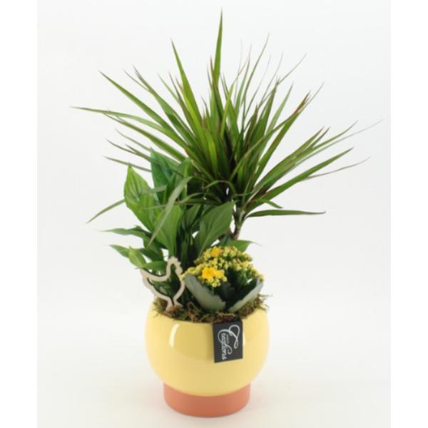 Easter Vibrant Tropical Plant Arrangement 50cm