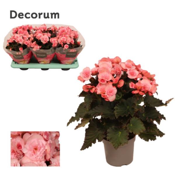 Mothers Day Joyful Pink Begonia Planter