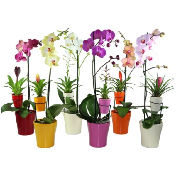 Mother &amp; Child Indoor Bromelia &amp; Phalaenopsis Planted Pot