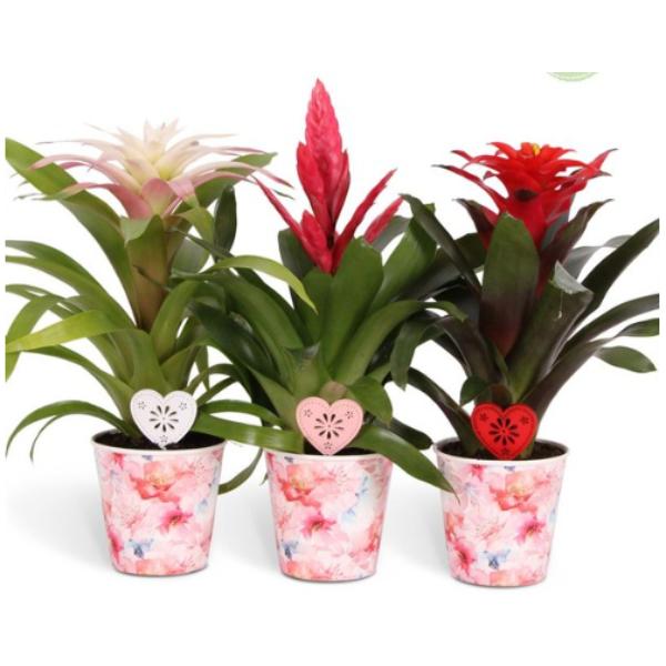 Floral Bromelia Romance in Parisian Potcover